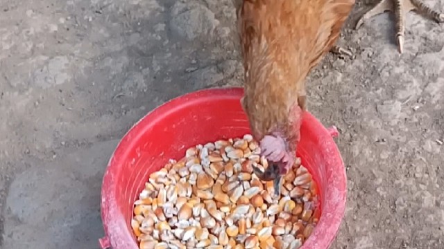 公鸡中的战斗机，鸡是怎么吃食物的？