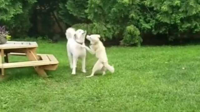 医生这是咋滴了