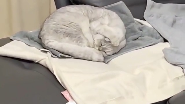 猫：吵死了