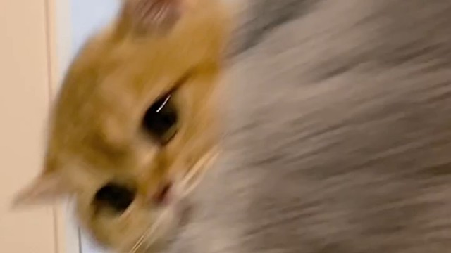 主人，你小心点