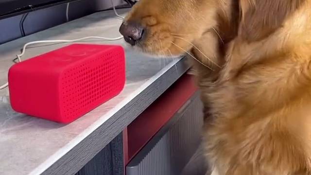 你和它说猪也是这么想的