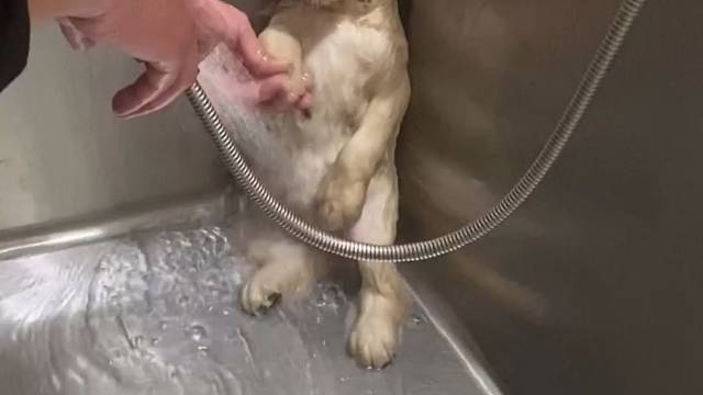 这还是同一只狗吗？