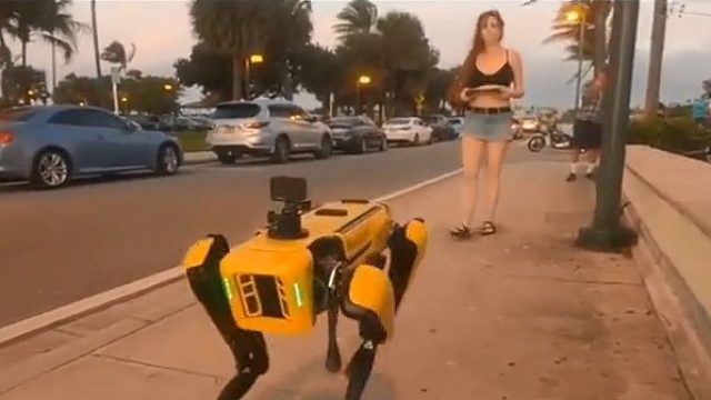 一位美女带着新买的机器狗散步