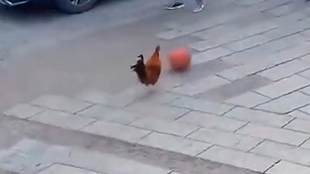 卧槽真的会打篮球啊