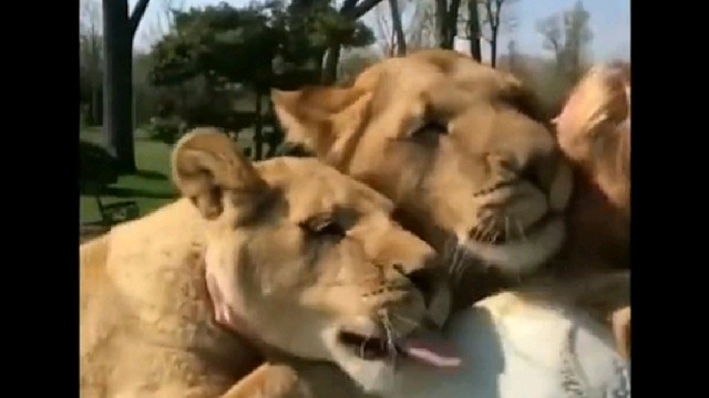 多年后动物们与主人相遇感动瞬间