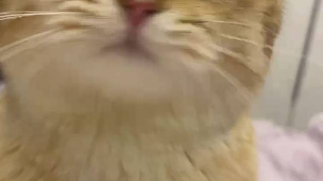 我的金渐层宝宝