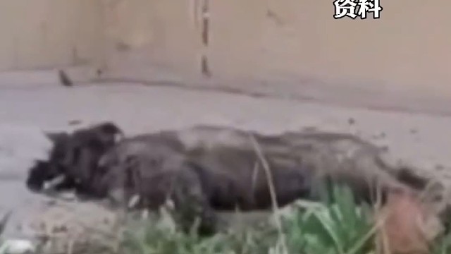 山西运城学院被指用棒击下毒清理流浪狗