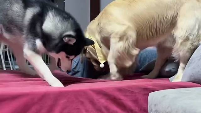 论圈子的重要性，有的狗教着教着就长大了…