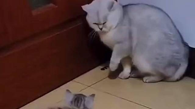 你欺负它干嘛？