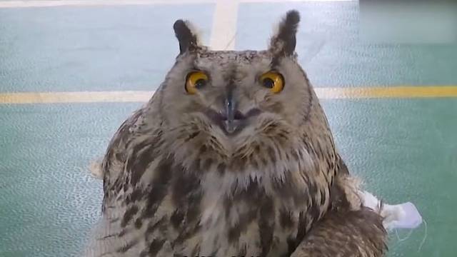 猫头鹰一年之内两次受伤后投奔消防员