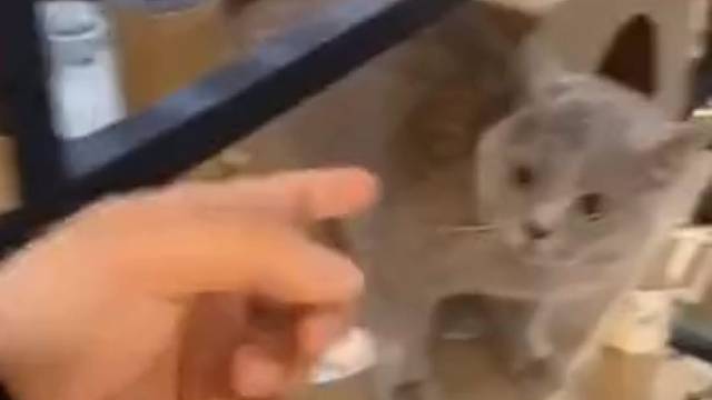 猫咪:快走快走快走！啊.~