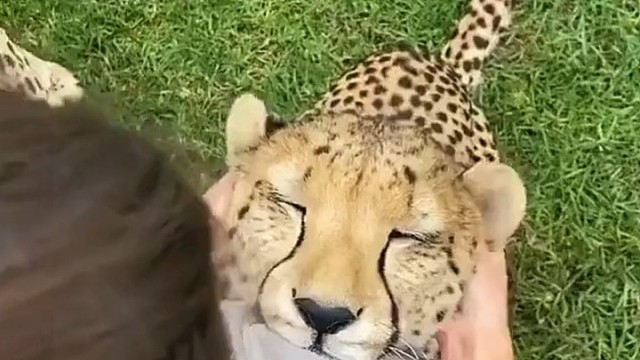 谁不想撸这么大一直猫呢