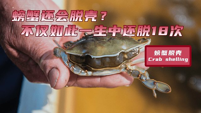 螃蟹还会脱壳？不仅如此一生中还脱18次
