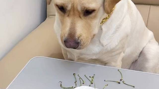 狗子：你真狗。