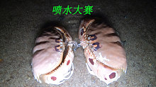 阿平赶海遇到一对有趣的面包蟹，它俩都会喷水特别有意思