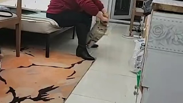 她是怎么发现猫好这口的