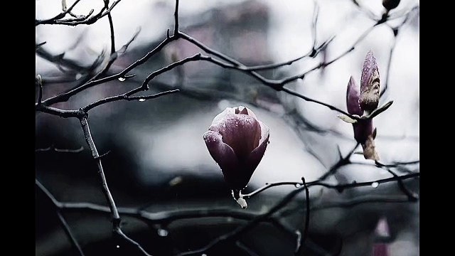 取三分春意作烟雨，又取三分作落花，一如这世间，唯善良与深情不可辜负。