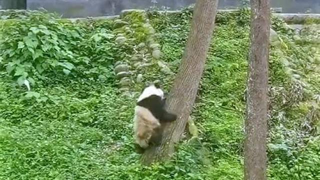 给大家展示一下绝技