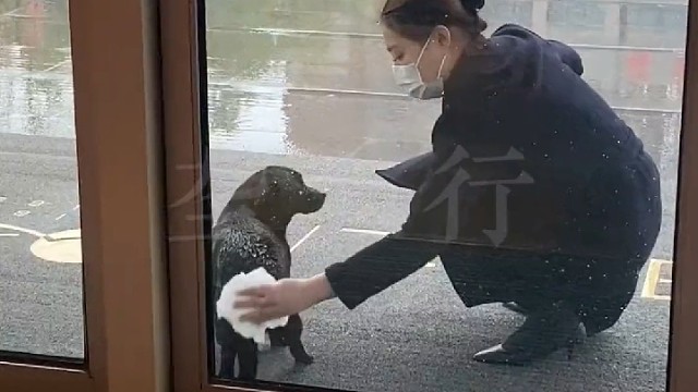流浪狗在门口躲雨，小姐姐上前帮它仔细擦干
