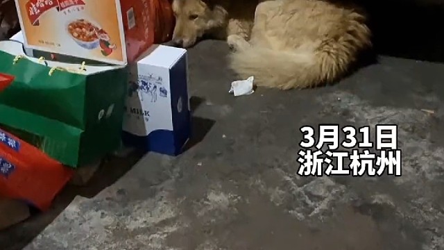 外公去世后相伴5年的狗狗不吃不喝独自趴在衣柜下难过