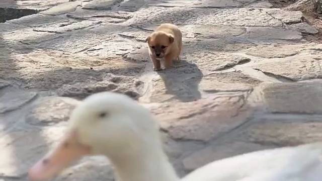 狗狗跟大鹅好有爱哦