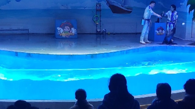 海狮表演