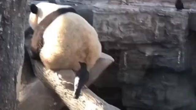 连乌鸦都开始欺负熊猫了