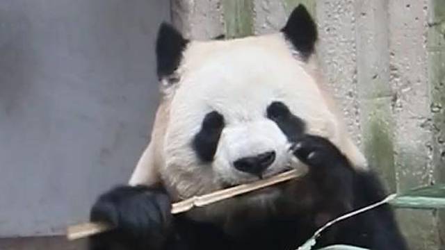 别看我吃得香就想打我的主意