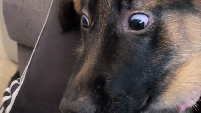 狗狗也会有心事？