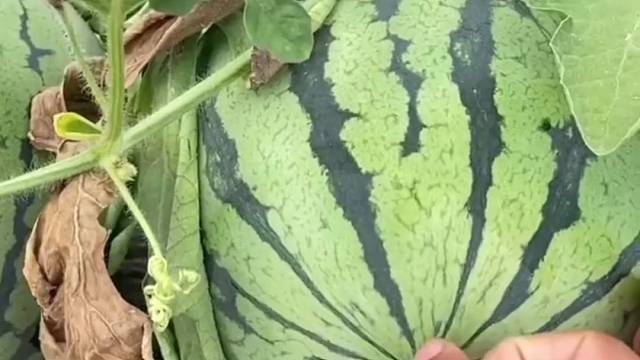 诞生个西瓜宝宝