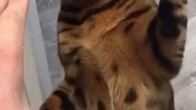 没亮爪子，不算动真格