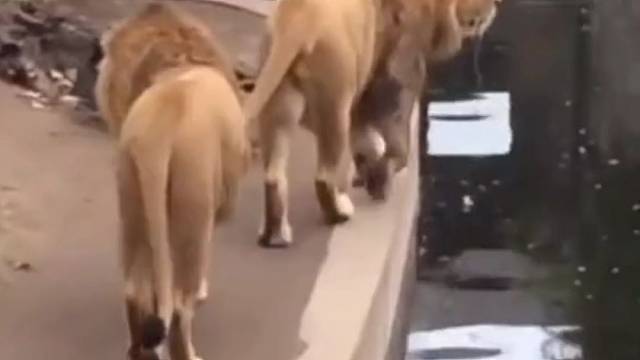 这狮子太有戏了