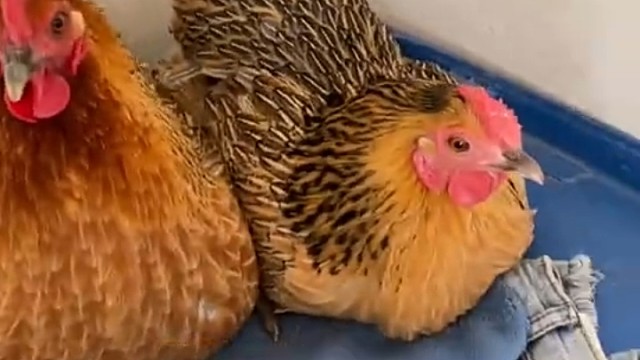 有借有还，再借不难