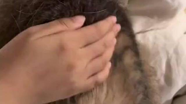 三十秒带你领略猫毛的魅力