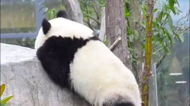 腿到用时方恨短