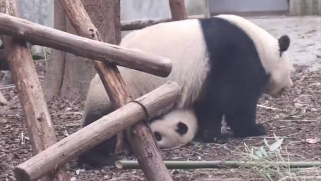 母爱如…山体滑坡