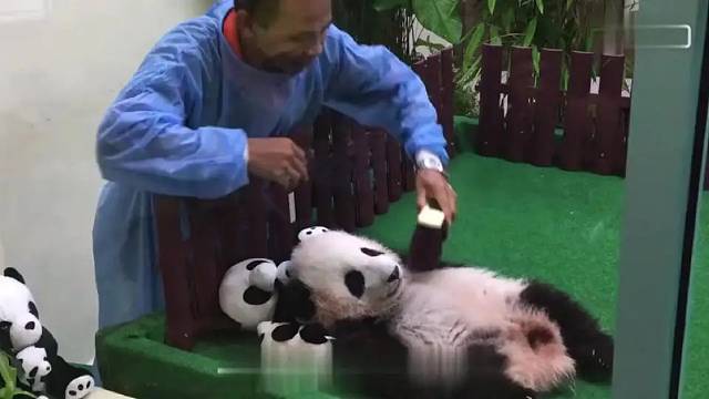 这才是国宝该有的待遇