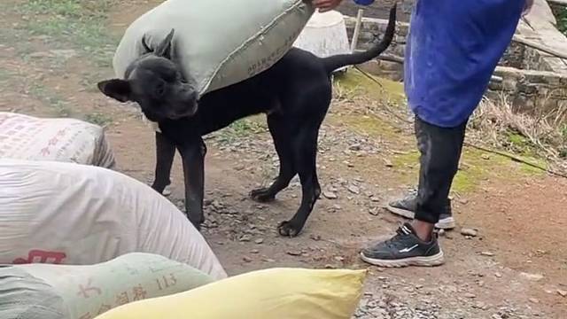 狗：想不到啊，混成驴了。