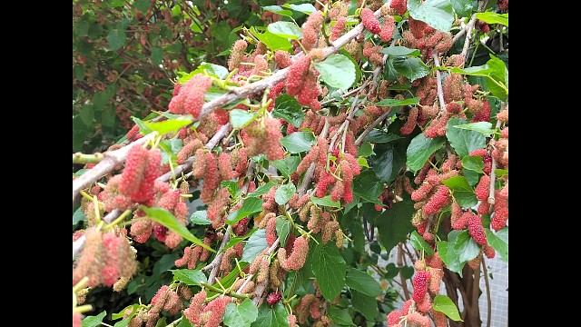 成熟后的桑椹用来泡酒是个不错的选择