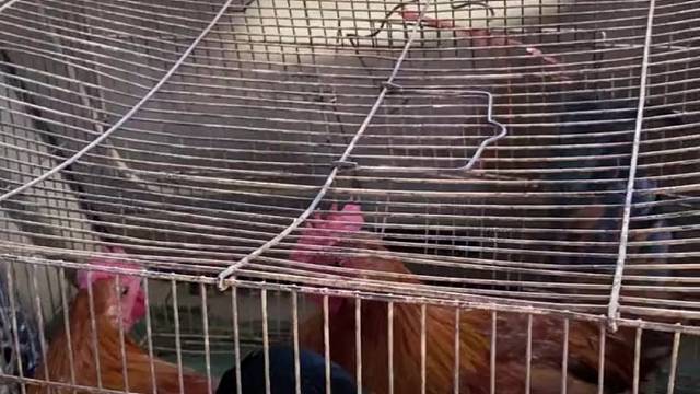 最原始的吃法……竹筒鸡