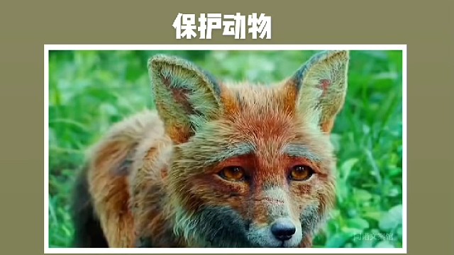 保护动物