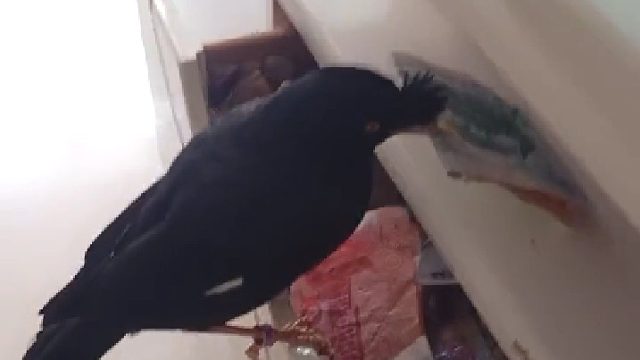 这小八哥厉害了，主人不愁吃喝了