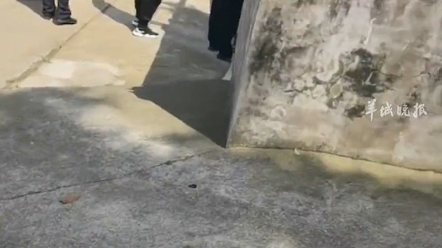 一只鸵鸟闯入农家悠闲散步憨态可掬