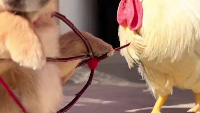 蔡徐坤进演艺圈了？