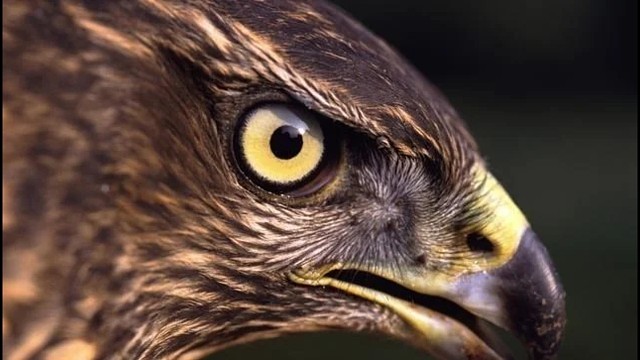 看看。老鹰吧。一