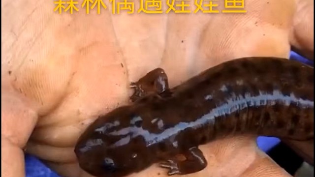 森林偶遇娃娃鱼，放生回归大自然！