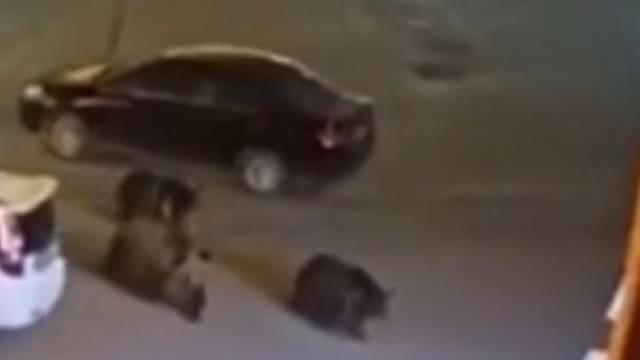 4头狗熊大摇大摆进家