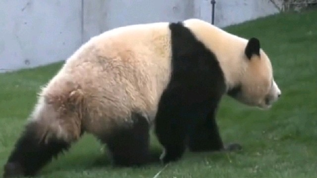 熊猫早上被放出来，开心得打滚起来，像不像放长假的你？
