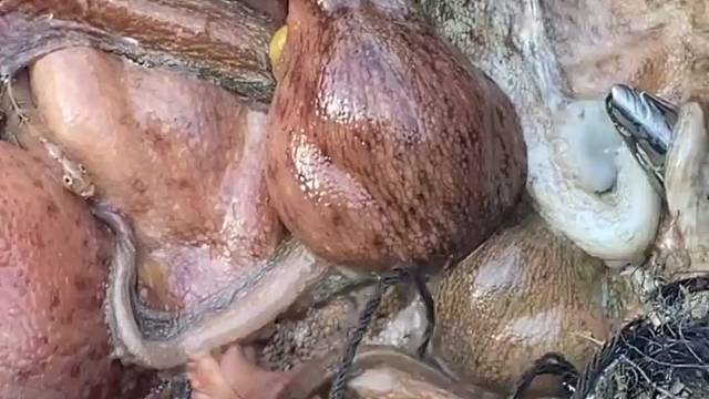 这一网捕获大章鱼群