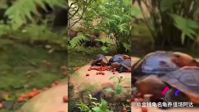 安缘龟在家怎么养？